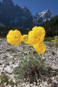 Papaver alpinum